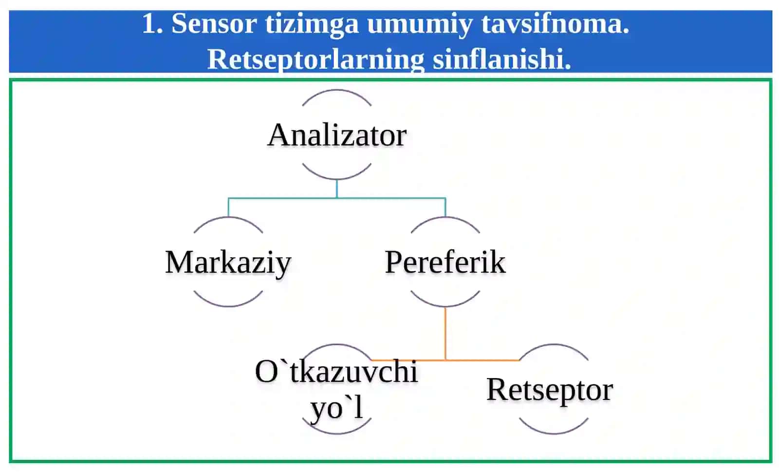 Sensor tizimi fiziologiyasi 2