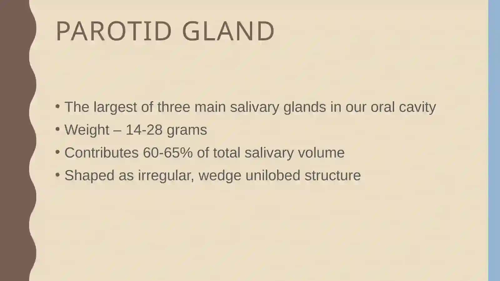 Parotid gland anatomy 2