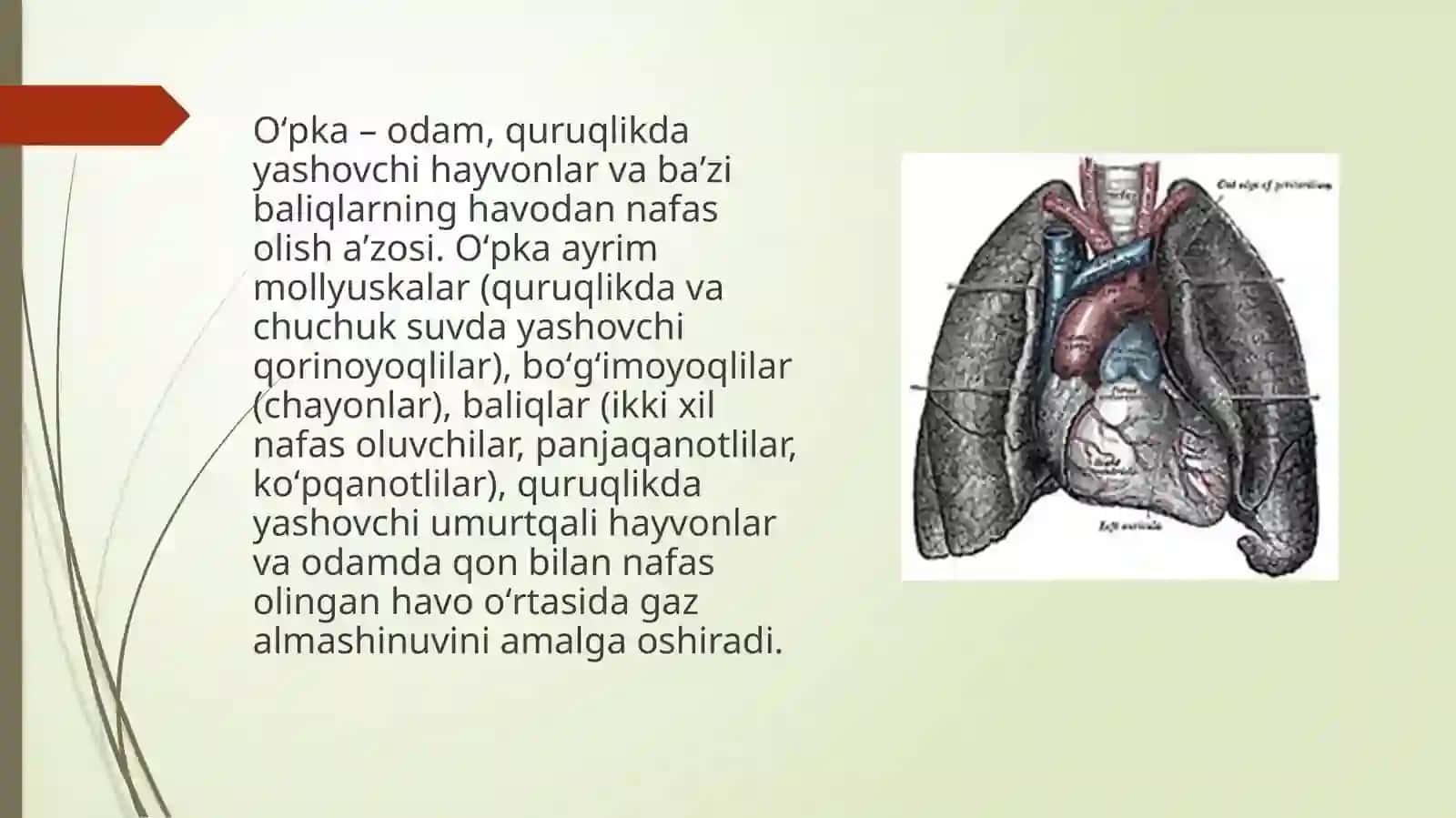 O’pkalar.Plevra.Ko’ks oralig’i va ularning yoshga qarab o’zgarishi.Qiziqarli faktlar 2