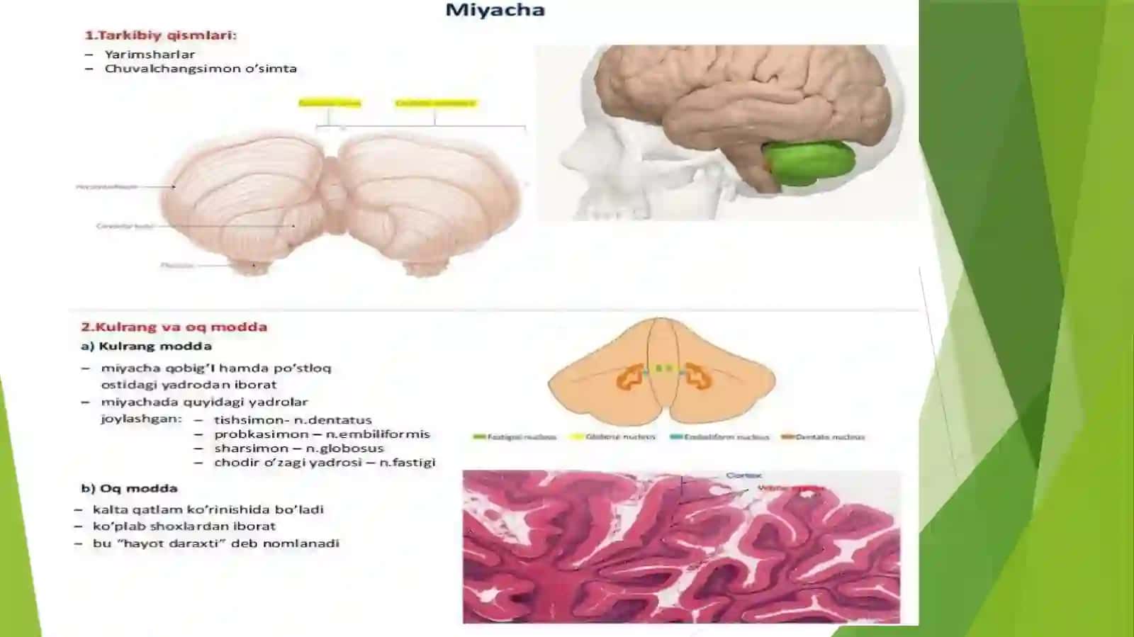 Toshkent Tibbiyot Akademiya Stamatologiya Fakulteti 2