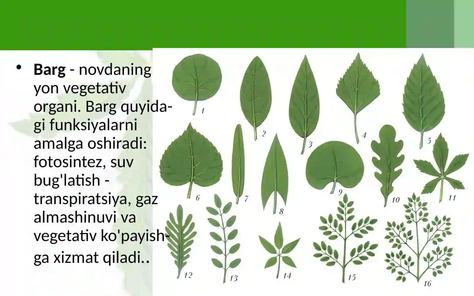 BARGLARNING TASHQI TUZILISHI 2