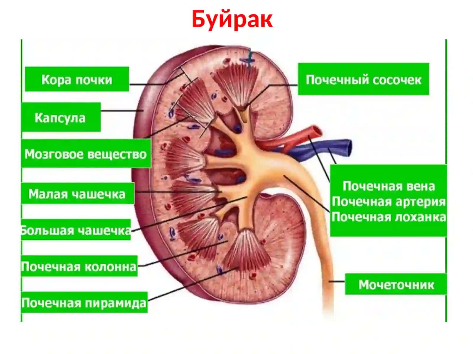 Сийдик айирув системаси. Эркаклар жинсий системаси 2