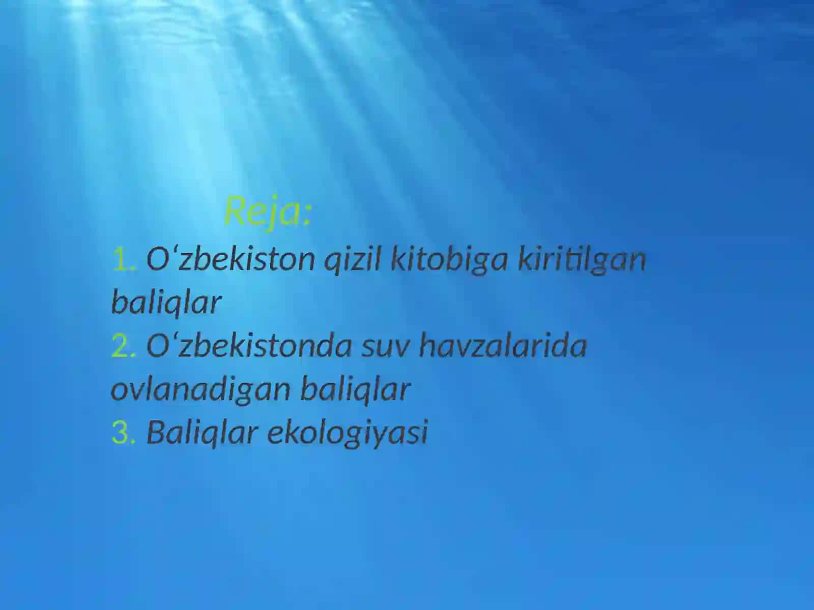 Oʻzbekiston suv havzalarida ovlanadigan baliqlar 2