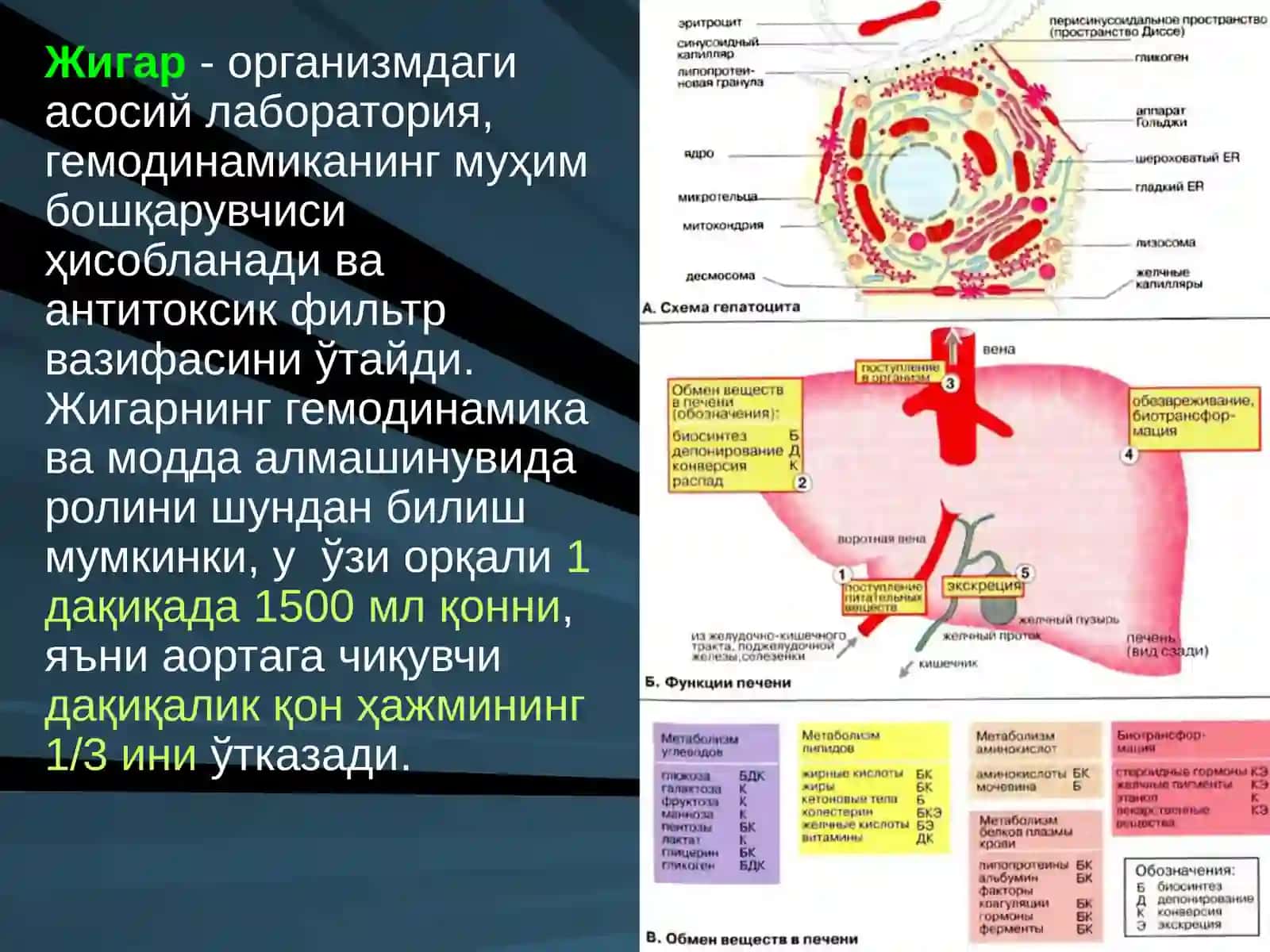 ЖИГАР, БИЛИАР ТИЗИМ ва ОШҚОЗОН ОСТИ БЕЗИ ЖАРРОҲЛИК АНАТОМИЯСИ 2