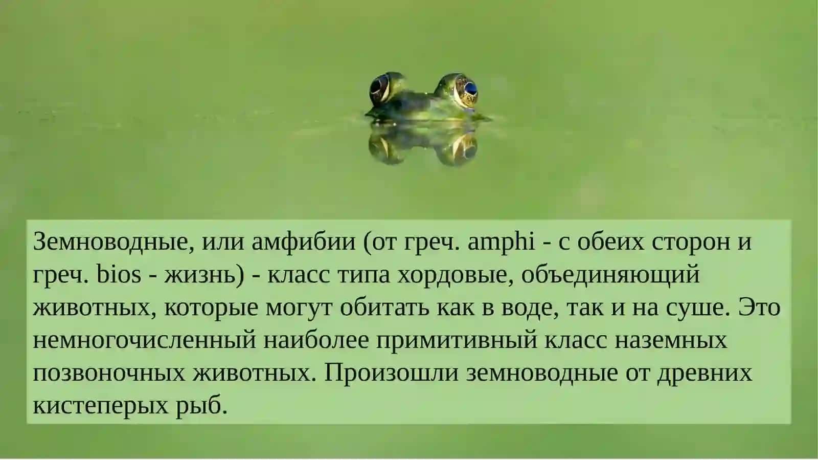 Класс земноводные 2