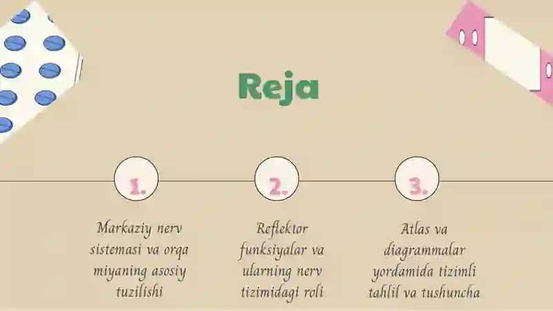 Markaziy nerv sistemasi va orqa miyaning tuzilishi 2