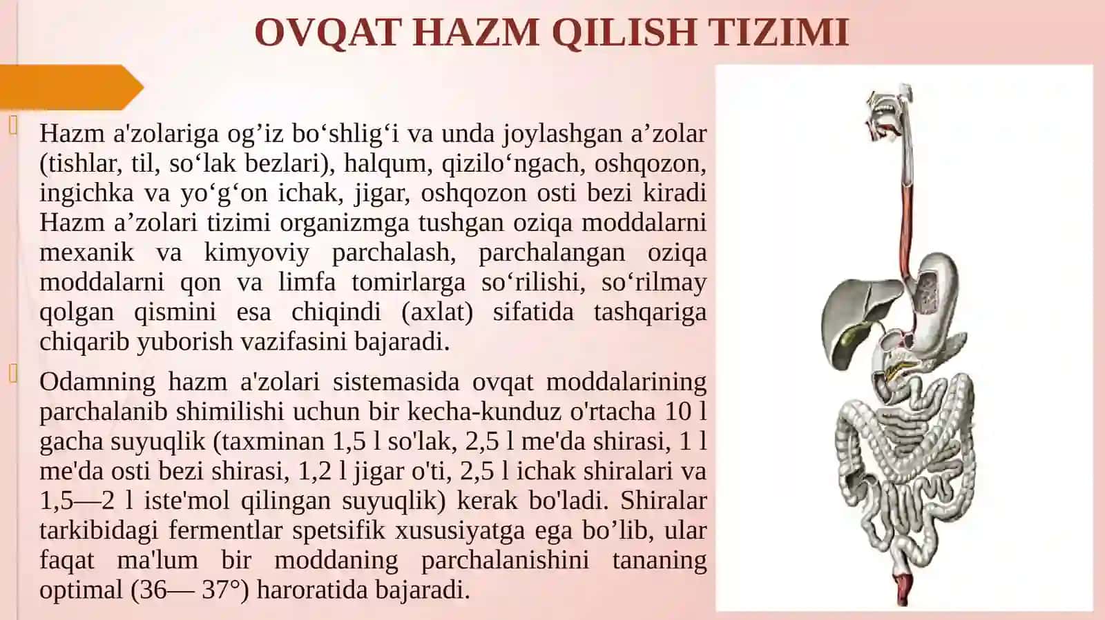 OVQAT HAZM QILISH TIZIMI.OG‘IZ BO‘SHLIG‘I 2