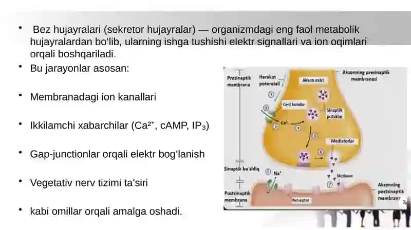 Qo‘zg‘aluvchan to‘qima (bezlarda)larda bioelektrik hodisalar. 2