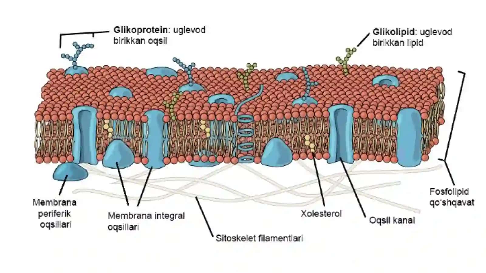Hujayra membranasining tuzilishi 2
