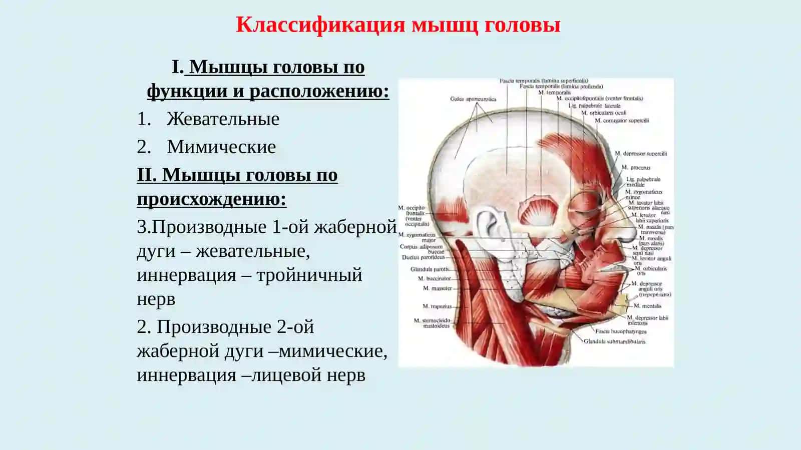 Мышцы головы 2