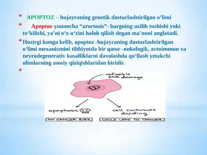 Apoptoz.Fiziologikvapatologikjarayonlardaapoptozniishtiroki.Qariyotganhujayralarniapoptozi 2