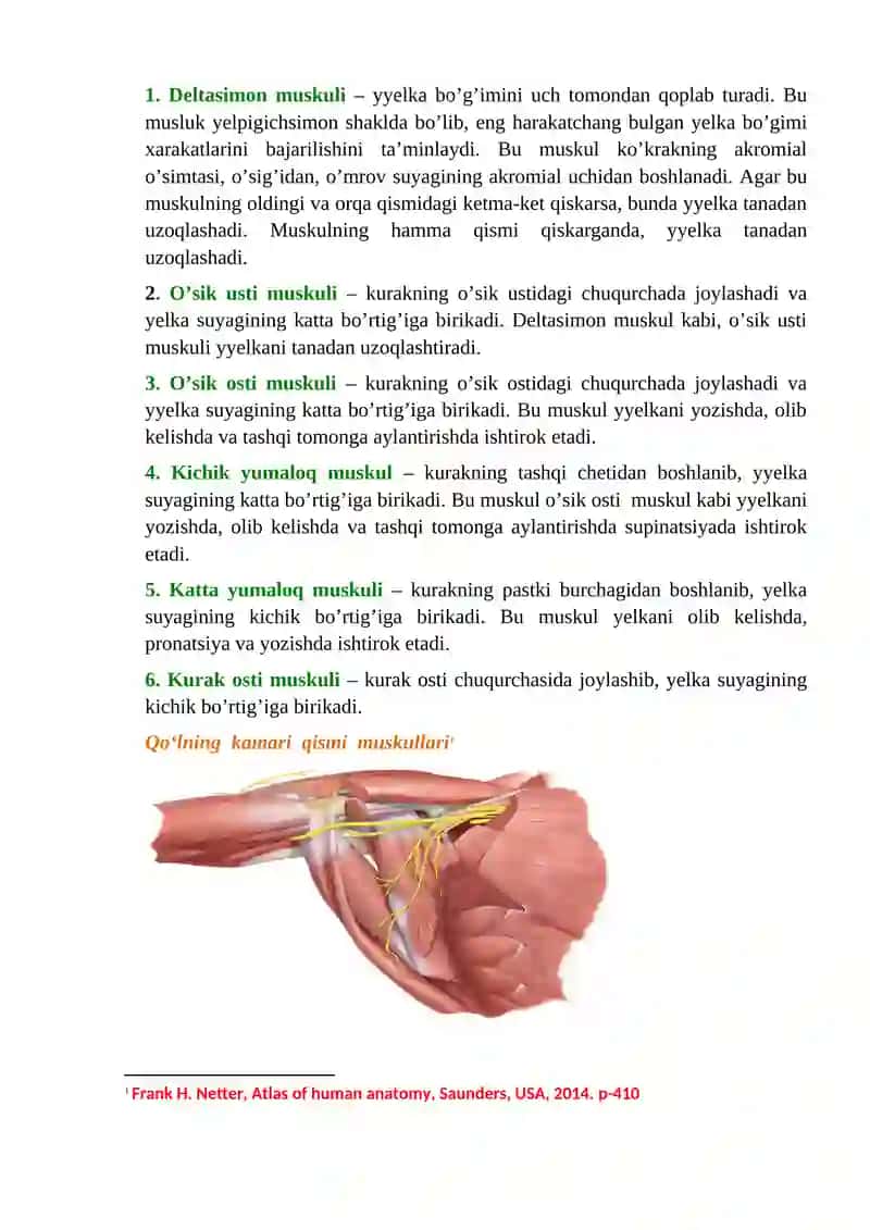 Miologiya Mashg‘ulot № 6 2