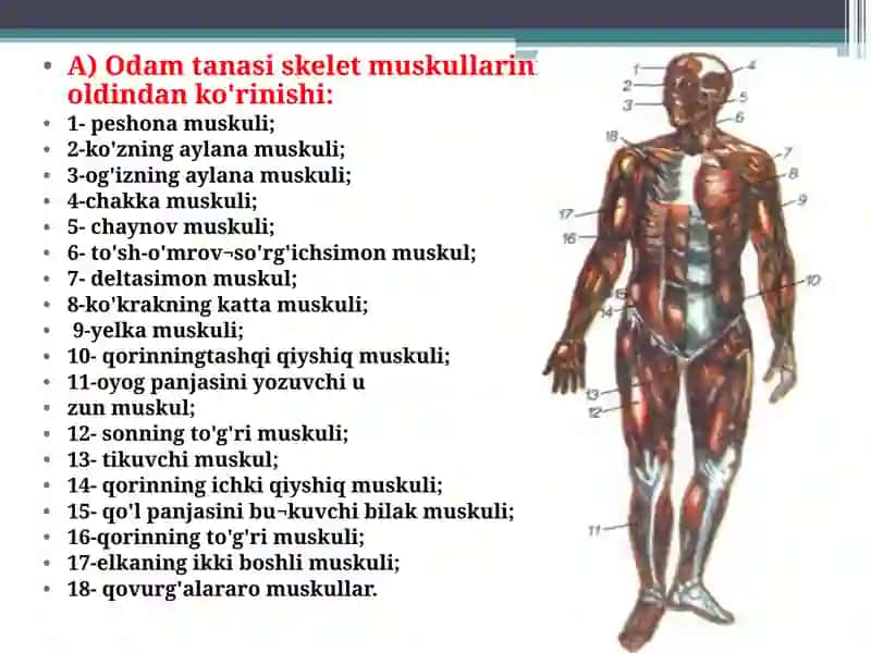 Muskullar va ularning funksiyasi 2