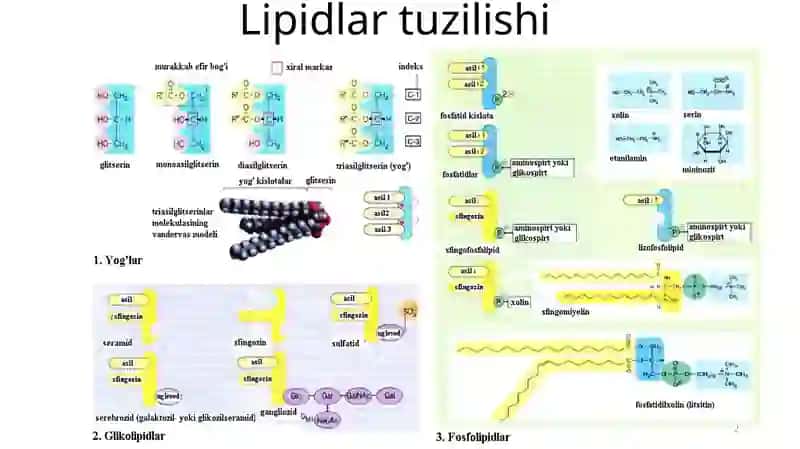 LIPIDLAR ALMASHINUVI BIOKIMYOSI 2