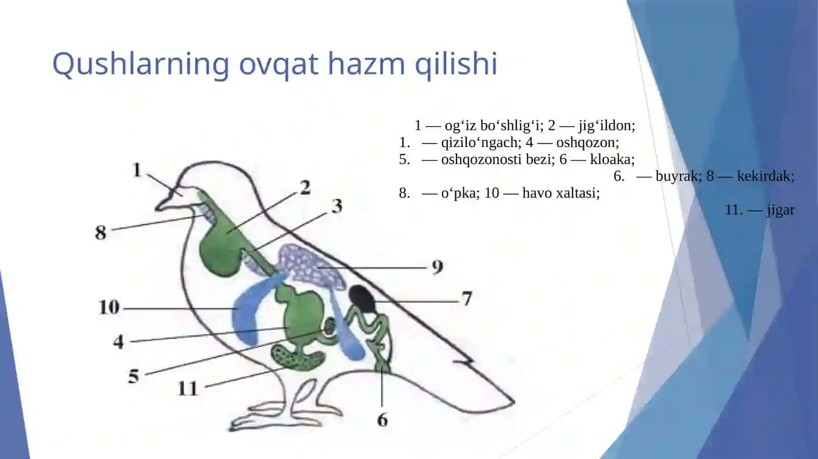 Qushlarning ko‘payishi, rivojlanishi va kelib chiqishi 2