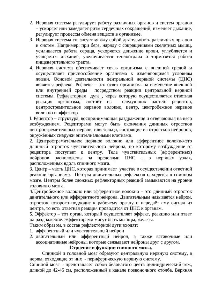 "Головной мозг. Строение отделов головного мозга" 2