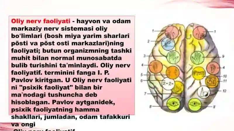 Oliy nerv faoliyati tiplari va aniqlash usullari 2