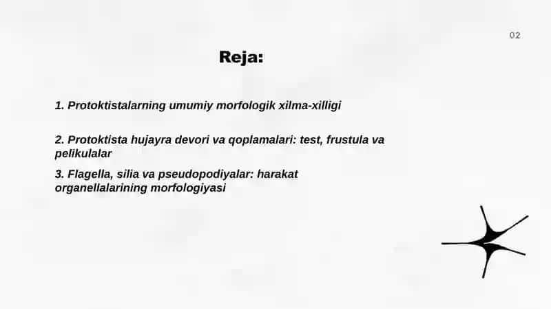 Protoktistalarning xilma xilligi va morfologiyasini o'rganish 2