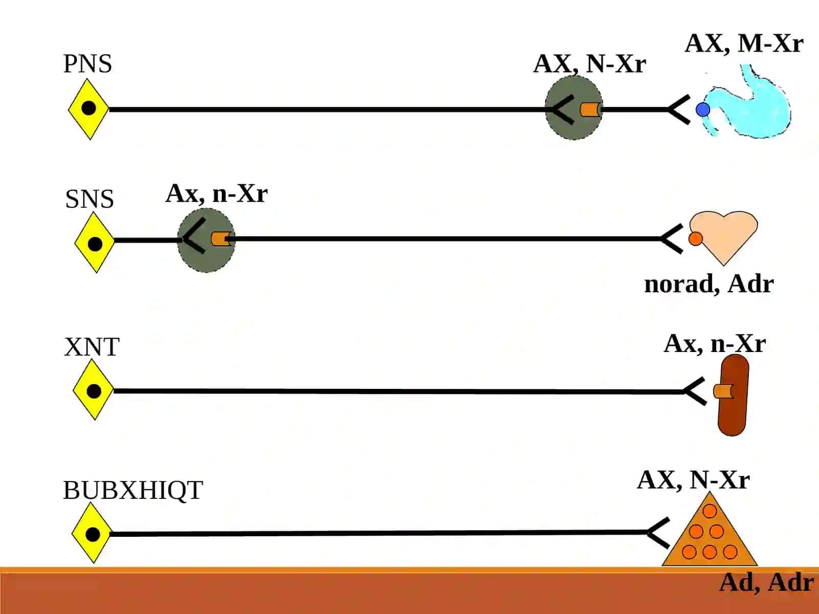 Adrenoretseptorlarni qo’zg’atuvchi vositalar 2