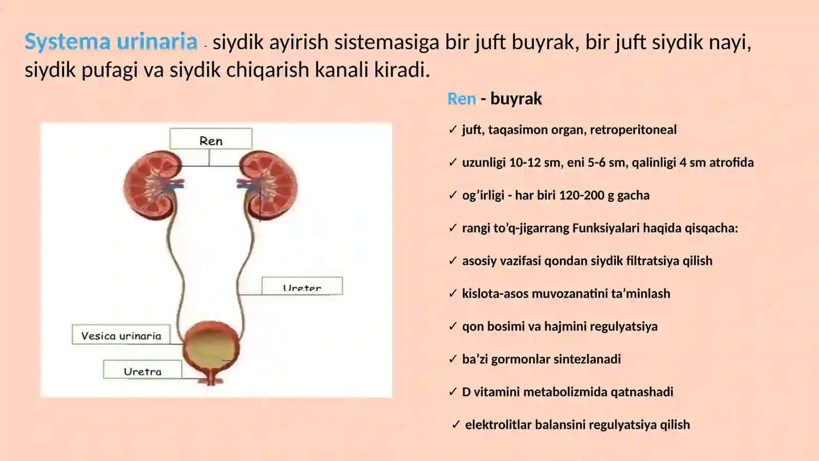 Ayirish sistemasining anatomiyasi 2