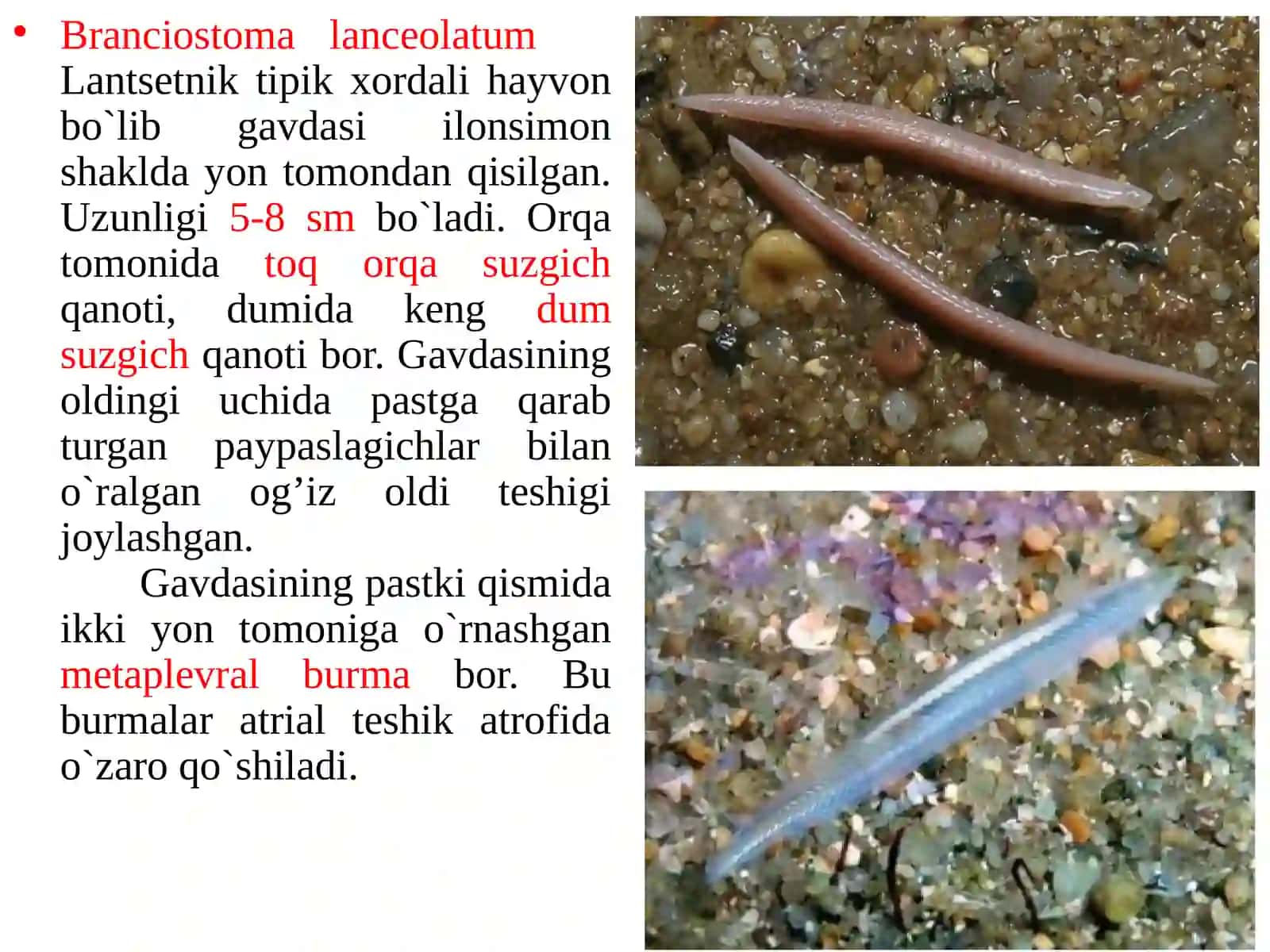 Bosh suyaksizlar (Acrania) kenja tipi 2