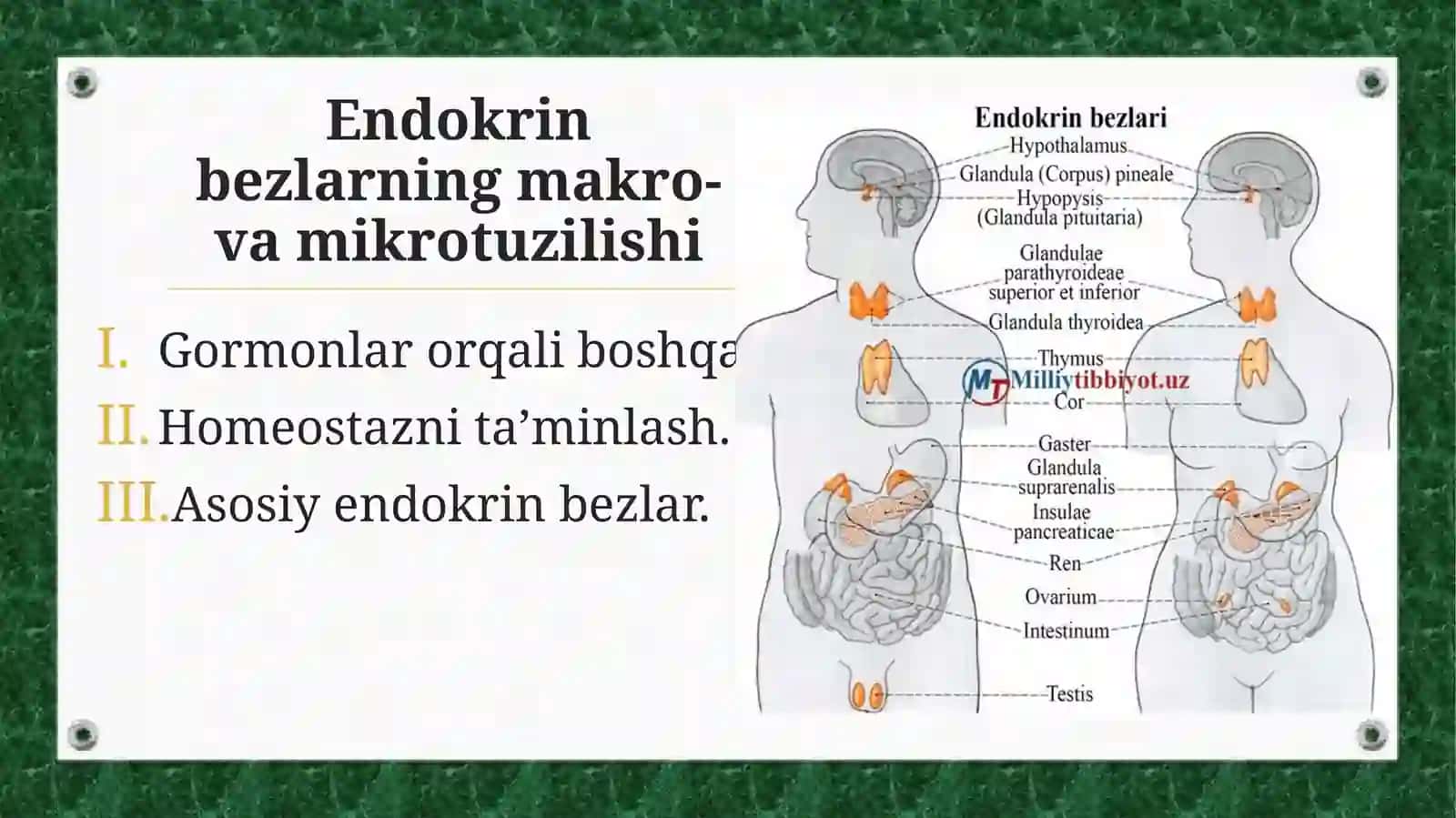 Primo Va Yulduzning Odamlar va Hayvonlar Fiziologiyasidan Tayyorlagan Taqdimot 2