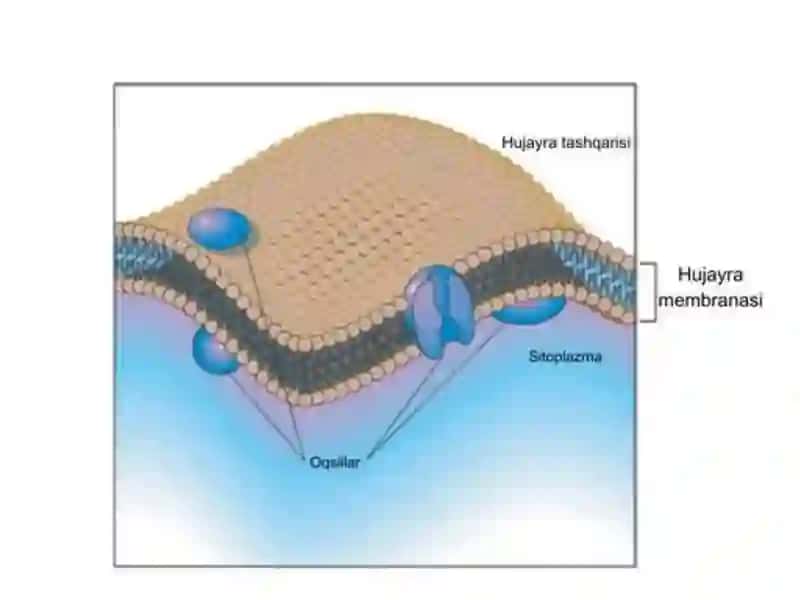 HUJAYRA MEMBRANASI 2