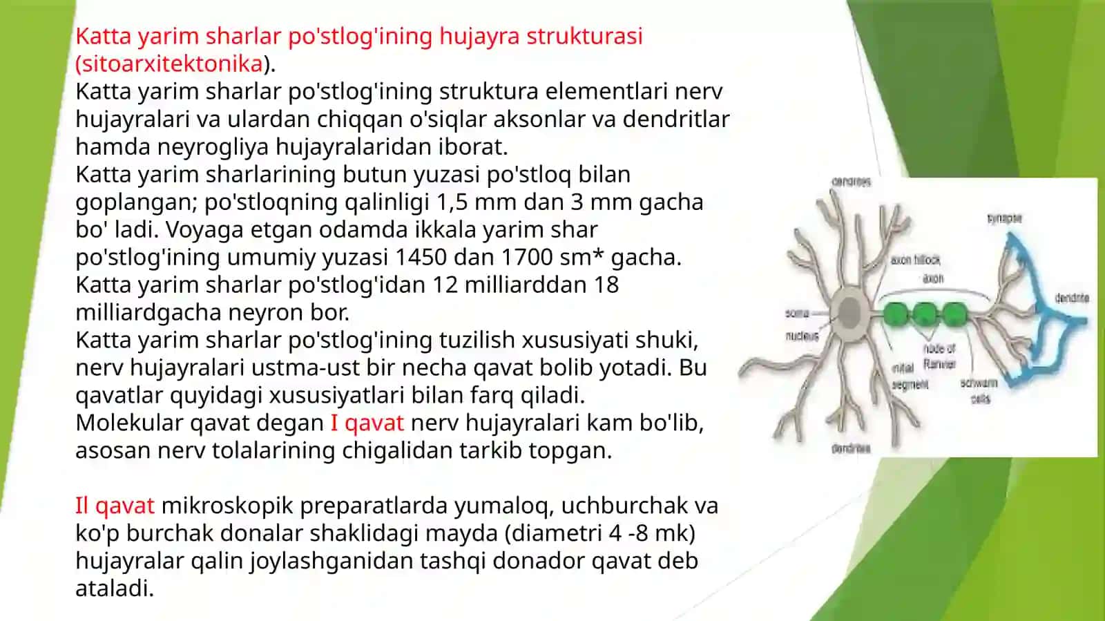 BOSH MIYA TURLI BO’LIMLARI FAOLIYATINI O’RGANISH .BOSH MIYA YARIMSHARLAR PO’STLOG’INING FIZIOLOGIYASI 2