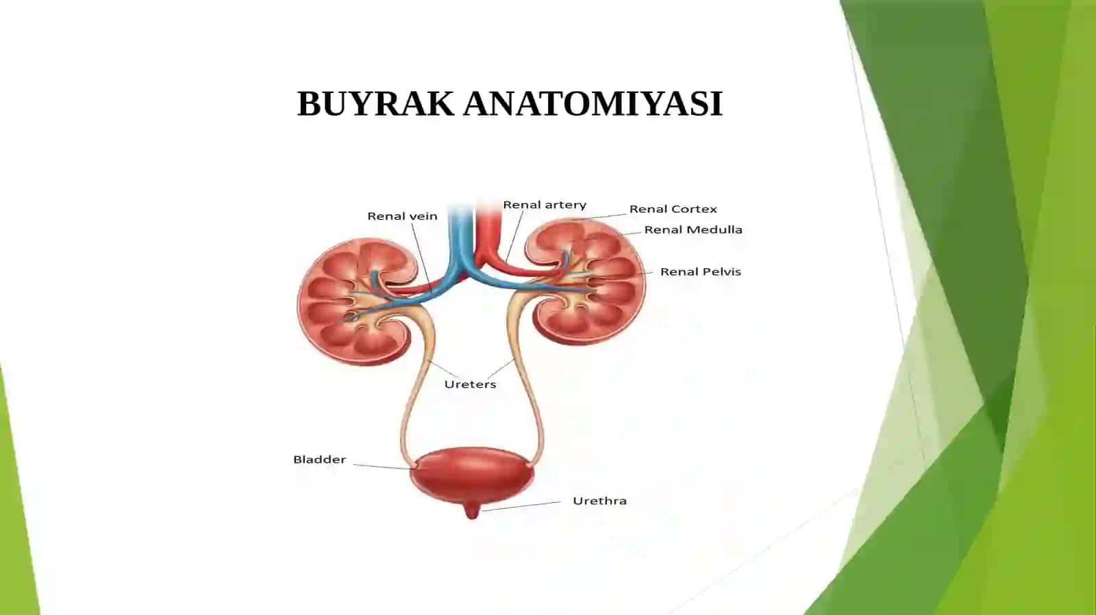 Bo‘yrak kasalliklarida reabilitatsiya usullari 2