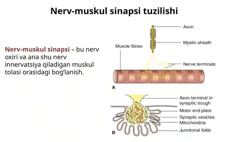 Skelet va silliq muskul fiziologiyasi 2