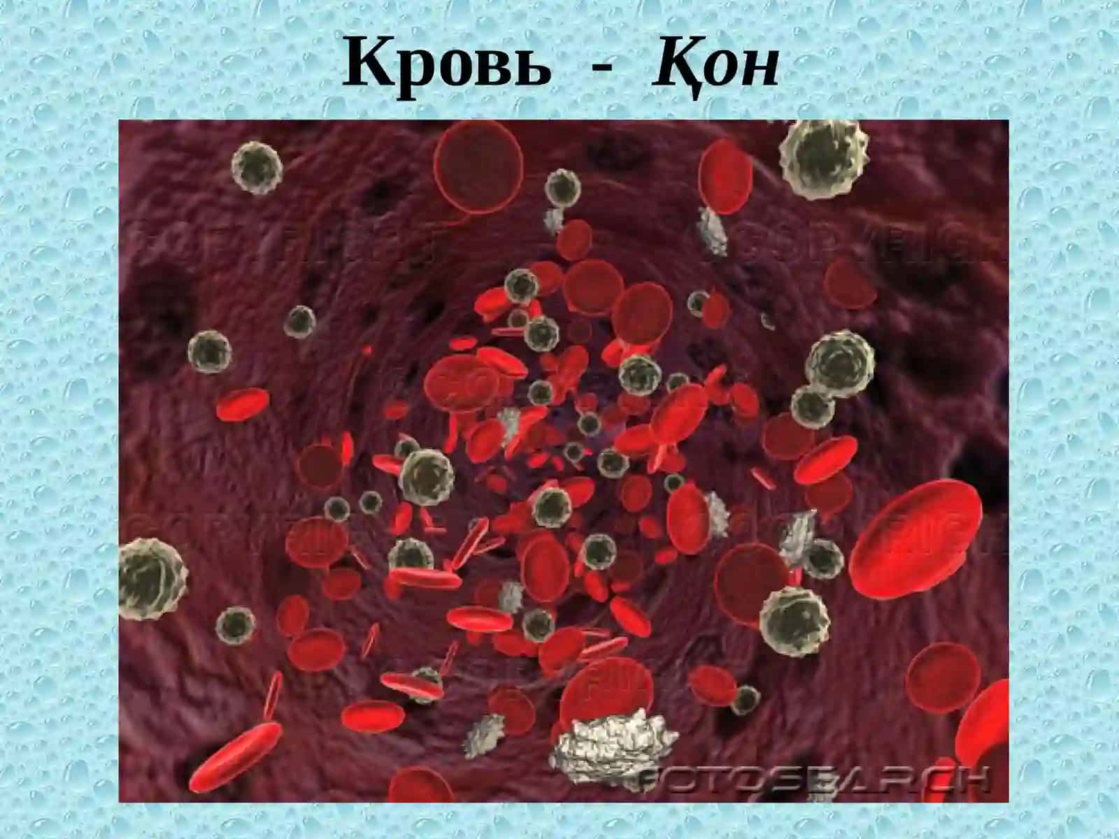 Лейкоцитар хужайралар морфологиясиRf 2