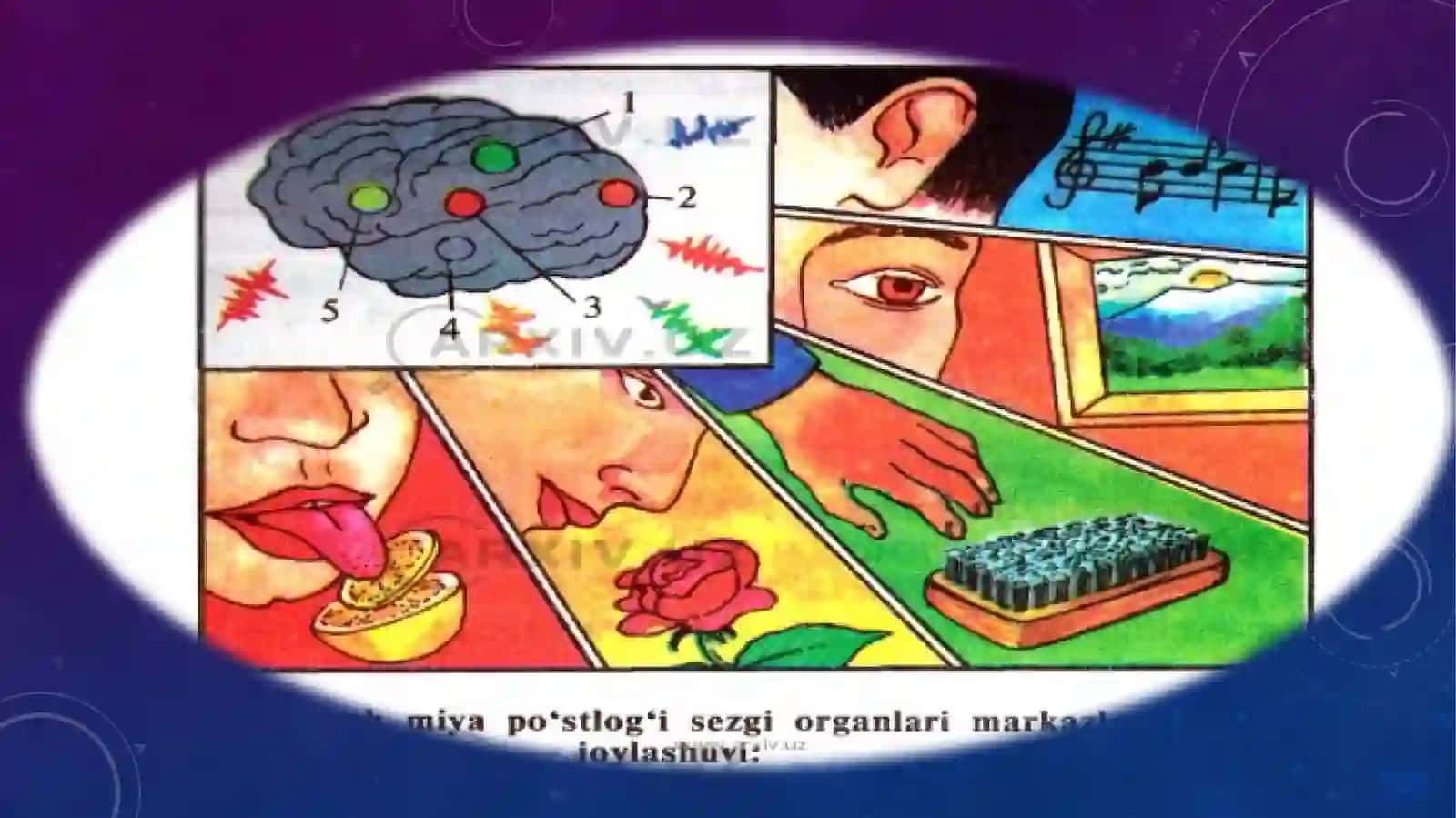 SEZGI VA IDROKNING MOHIYATI. FIZIOLOGIYASI 2