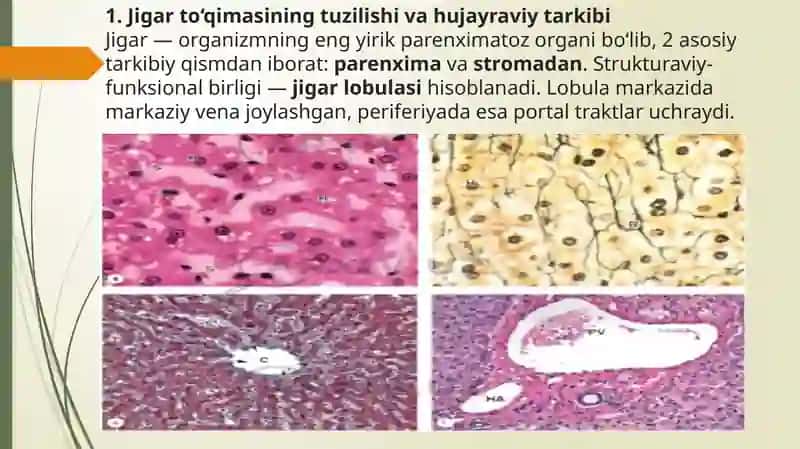 Jigarning regenator va kompensator xususiyati. Jigarning perisinusoidal bo'shliqlari hujayralarning morfofunksional xususiyatlari. 2