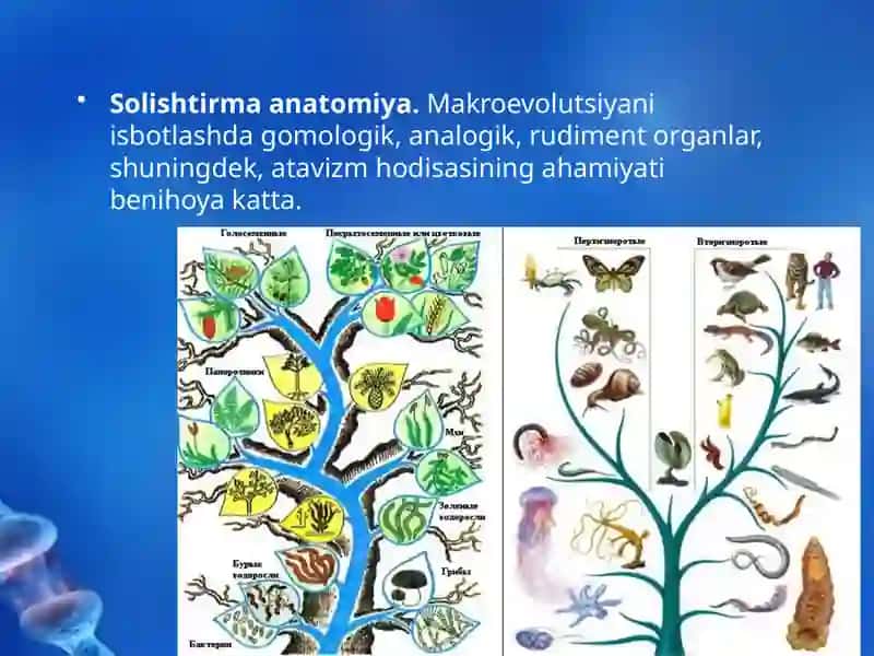 Evolutsiyani Isbotlashda Solishtirmanatomiya va Paleontologiya Fanlari Dalillari 2