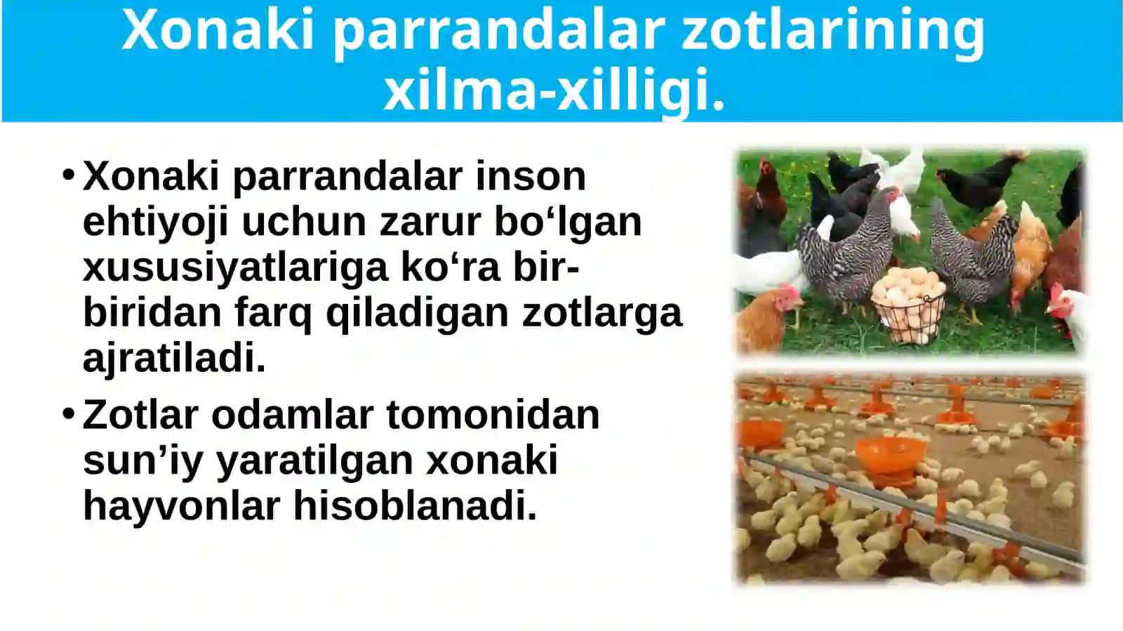Parrandachilik 2