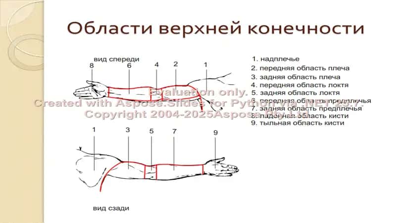 Топографическая анатомия и оперативная хирургия верхней конечности 2