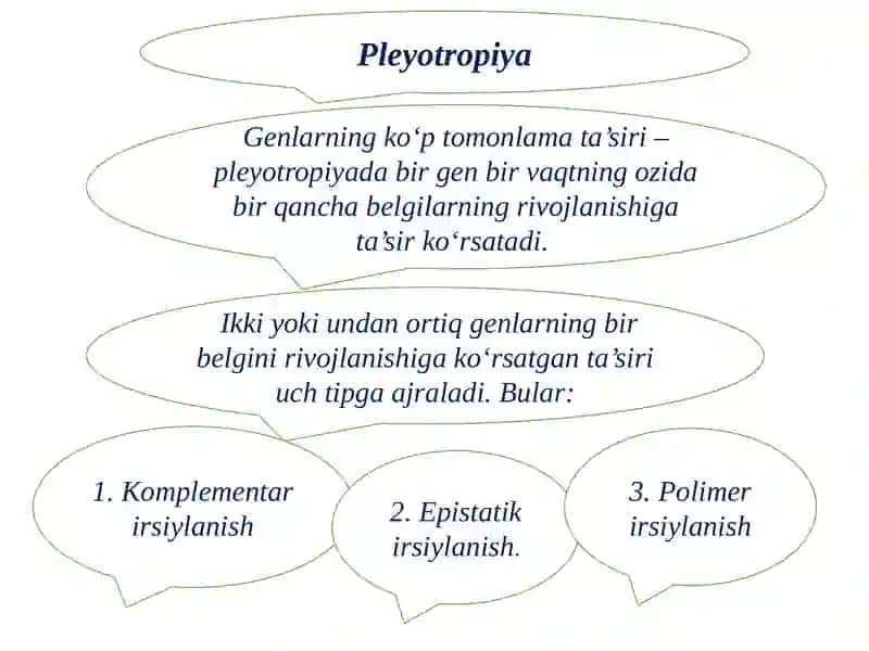 Allelbo’lmagangenlarningo’zarota’siridabelgilarningrivojlanishi 2