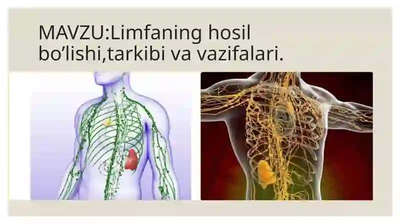 Limfaning hosil bo’lishi, tarkibi va vazifalari 2