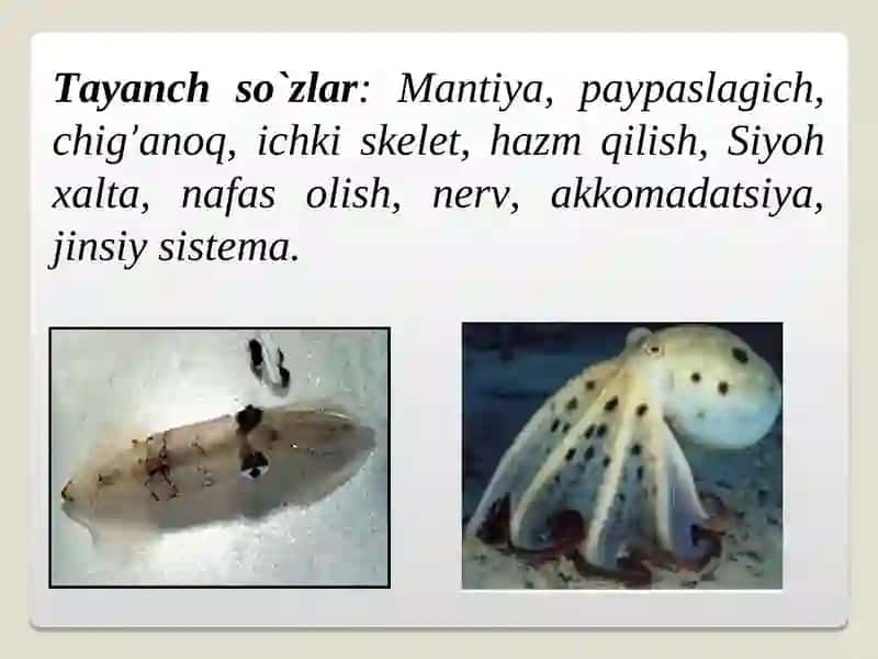Boshoyoqli (Cephalopoda) mollyuskalar sinfi 2