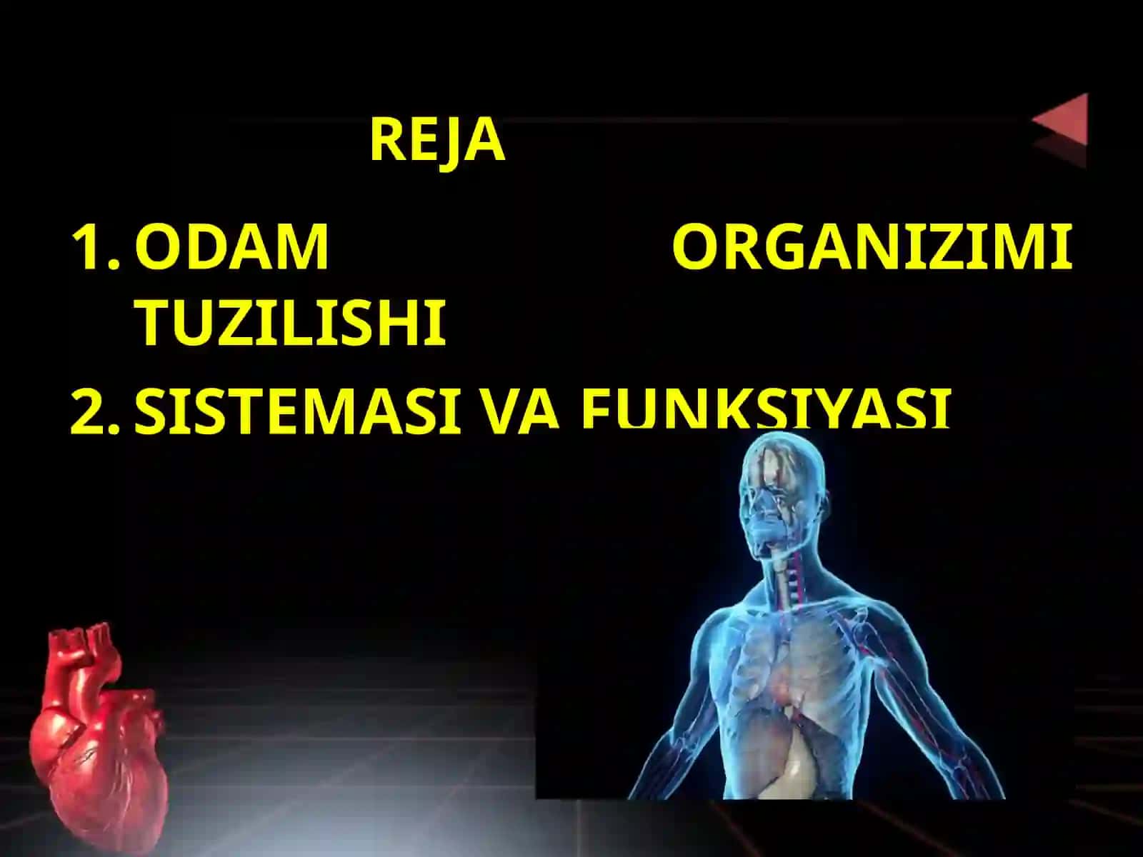 ODAM ORGANIZIMI TUZILISHI, SISTEMASI VA FUNKSIYASI 2
