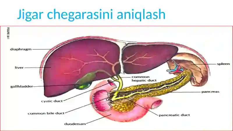 Jigar chegarasini aniqlash 2