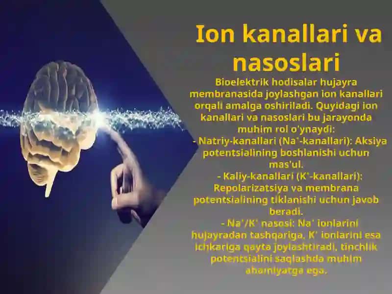 Qo'zg'aluvchan to'qimalarda bioelektrik hodisalar 2