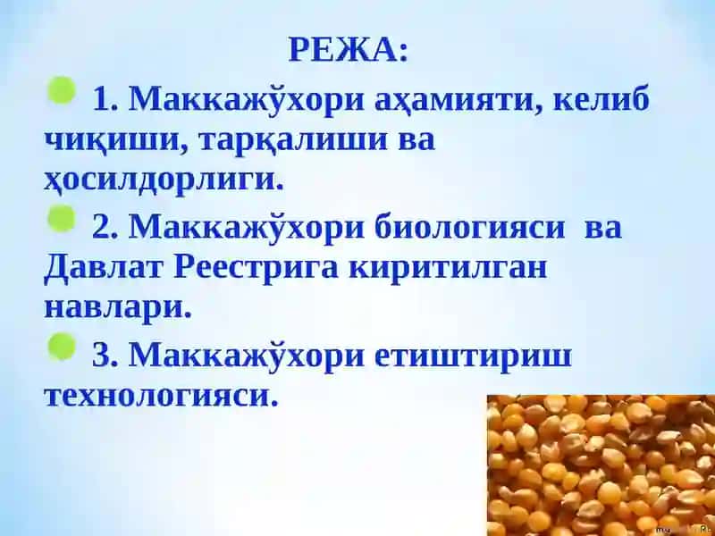 Маккажўхори аҳамияти, биологияси ва замонавий етиштириш технологияси 2