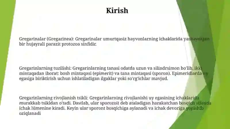 Gregarinalar (Gregarinea)Sinfi Tuzilishi Va Rivojlanish Sikli 2