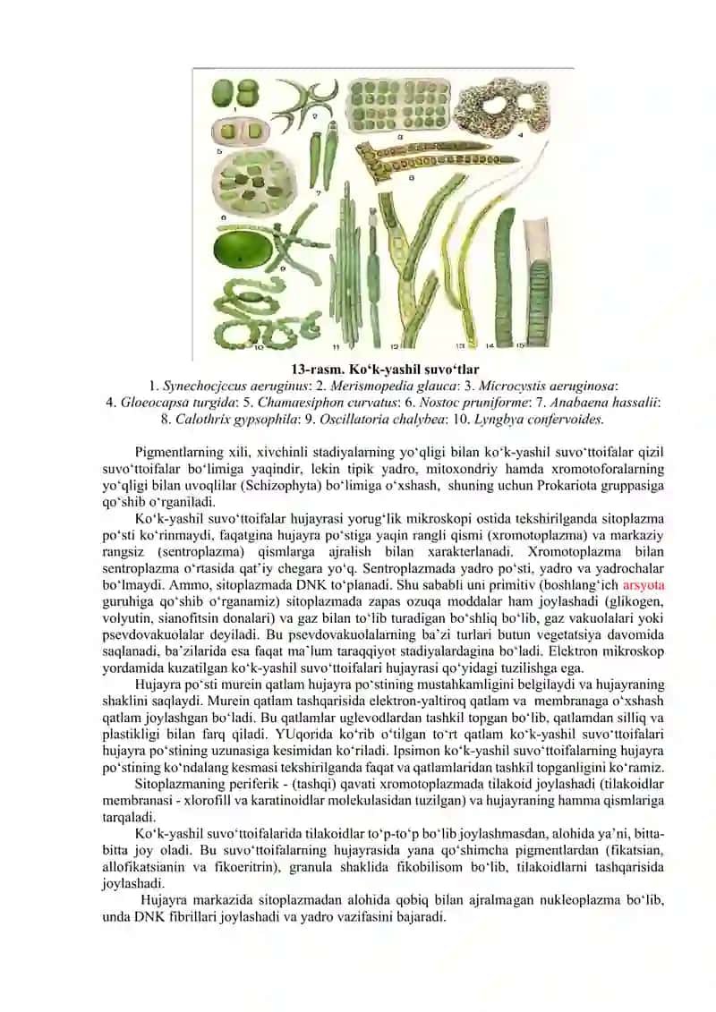 Ko’k – yashil suvo’tlar bo’limi – Cyanophyta. 2