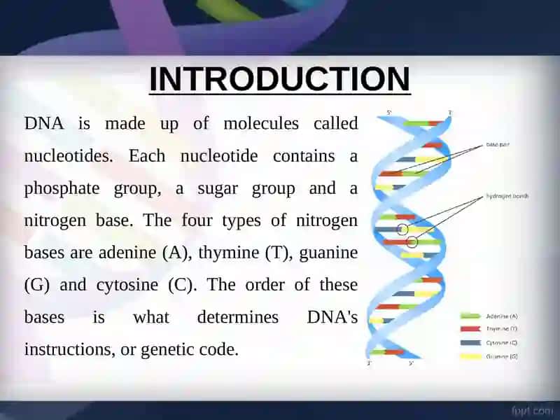 STRUCTURE OF DNK 2