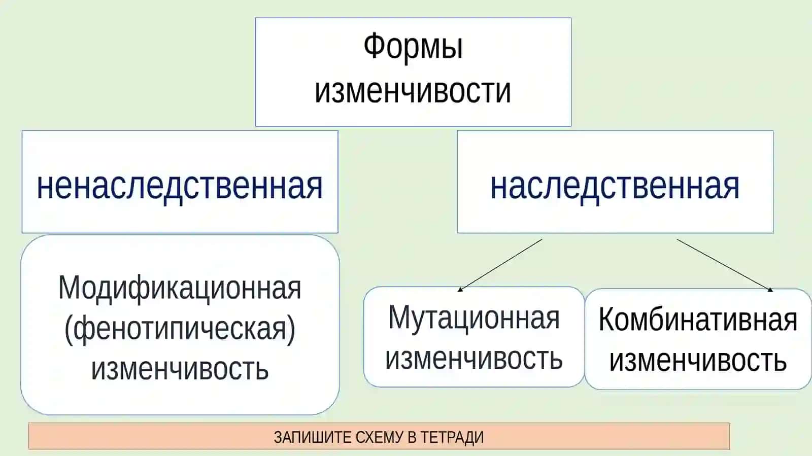 Закономерности наследственной изменчивости 2