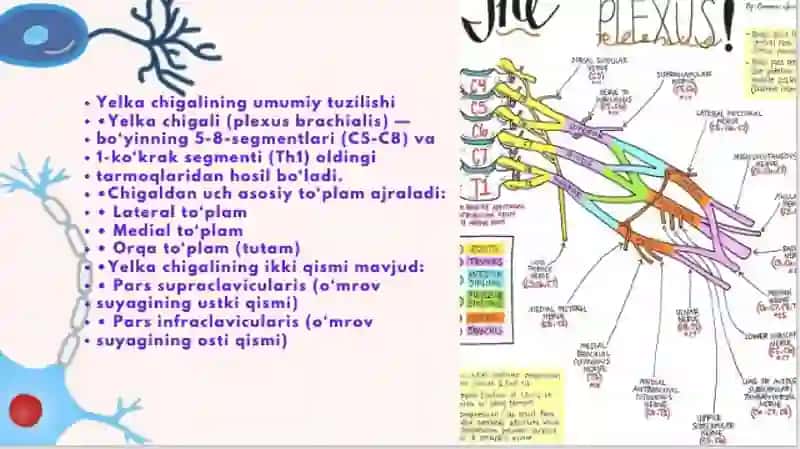 yelka chigali 2
