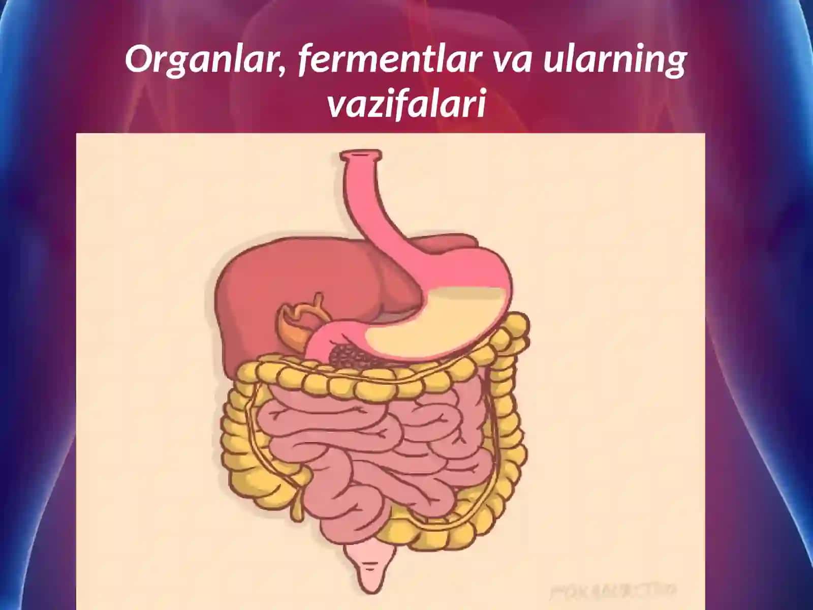 Jigar.Me’daostibezi.Ovqat hazm qilishning boshqarilishi 2