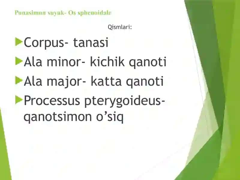 Ponasimon suyak- Os sphenoidale G’alvirsimon suyak- Os ethmoidale Chakka suyagi- Os temporale 2